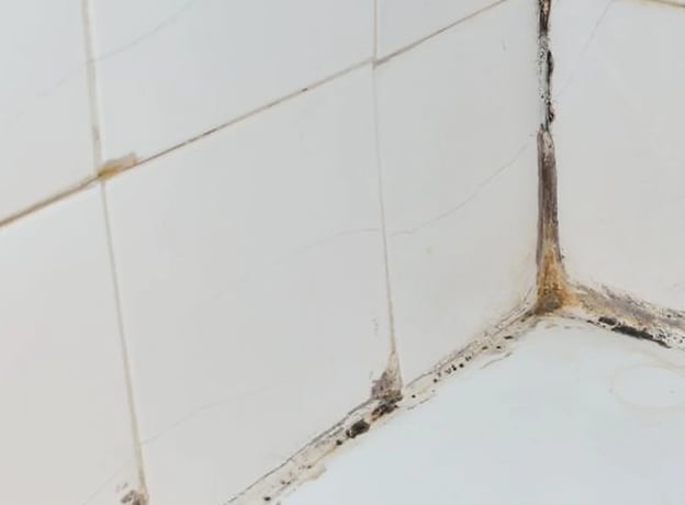 ¿Por qué aparece el moho?