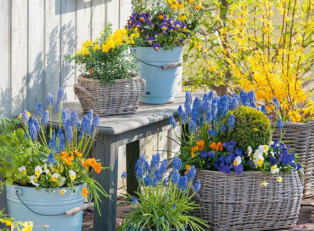 Frühlingsblumen im Topf pflanzen & pflegen