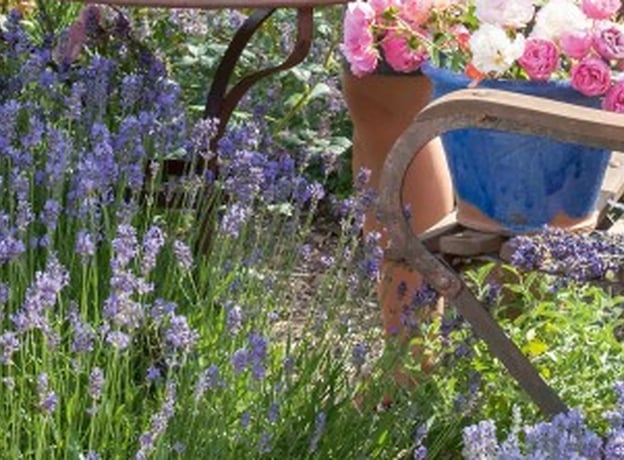 Lavanda en el jardín