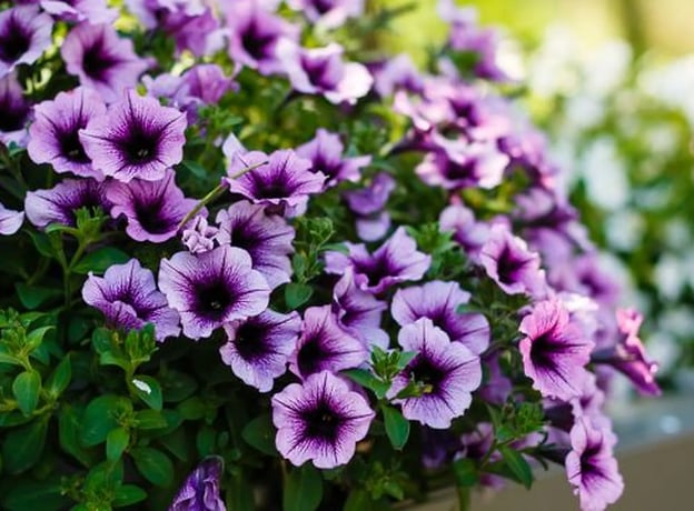 Petunia