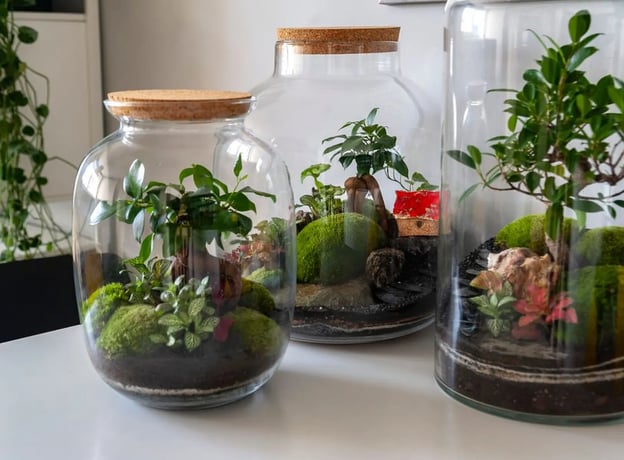 Paso 4: Añadir agua por encima de las plantas y de la tierra