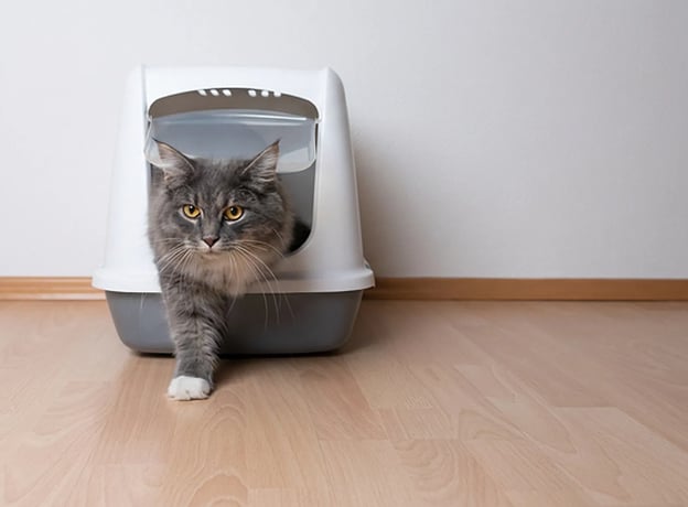 Katzenklo