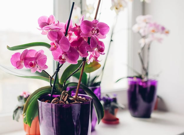 Orchideen als Aphrodisiakum