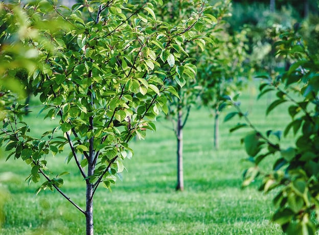 Obstbaum dngen: So gelingt die richtige Nhrstoffversorgung | BAUHAUS