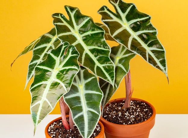 zimmerpflanze wunderstrauch Croton iceton (Wunderstrauch) (XL) kaufen? | Stevie