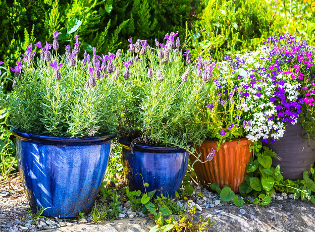 Lavendel im Pflanzgefäß: Das sollte man beachten