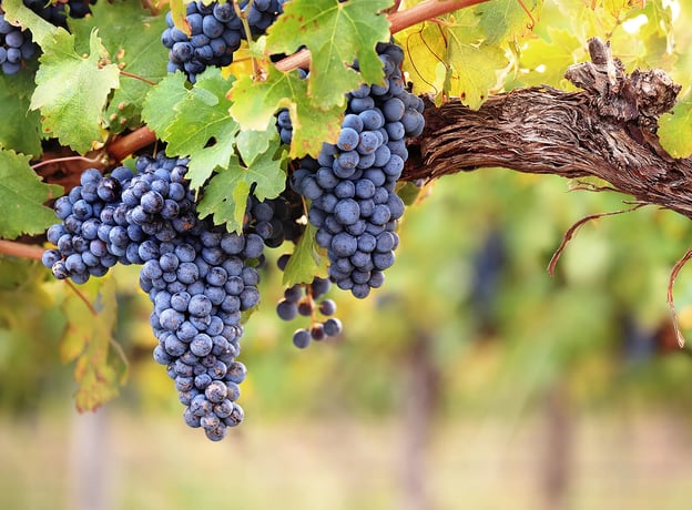 Wein