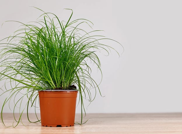 n/a