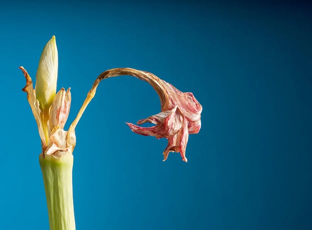 Verblühte Amaryllis: Was nun?