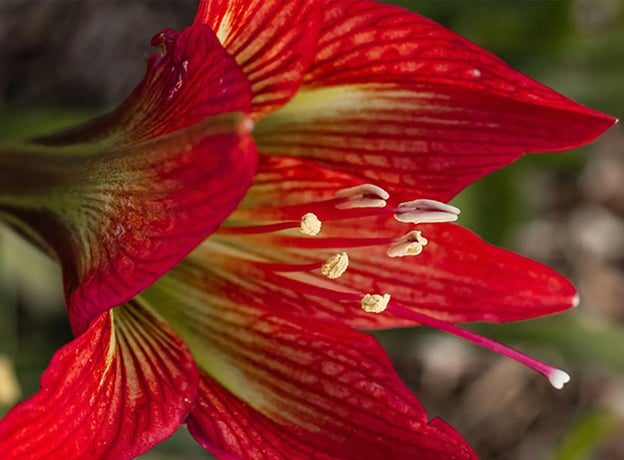 Prachtvoller Winterblüher: Amaryllis