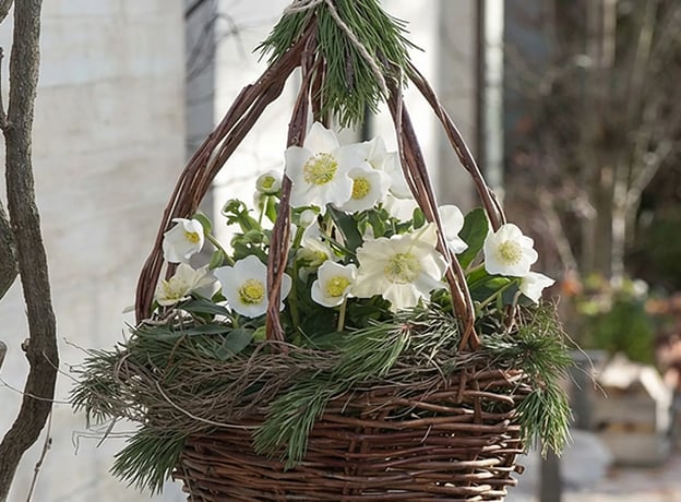 Eigenschaften von Christrosen