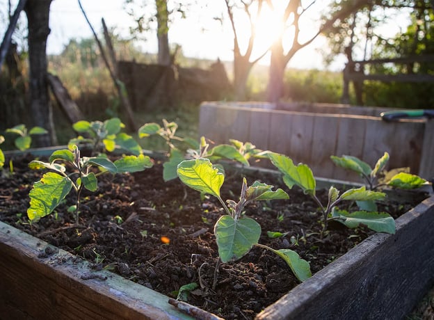 1. Schritt: Der perfekte Standort für Ihr Gemüsebeet
