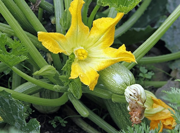 Gemüsegarten im Juli