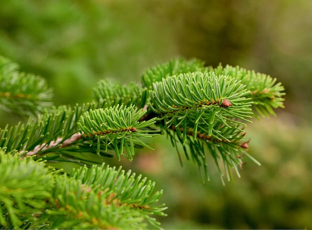 Den richtigen Weihnachtsbaum aussuchen