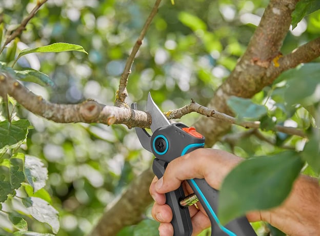 Zuschnitt von Sträuchern und Bäumen