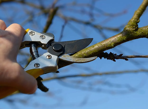 Obstgarten im Jänner