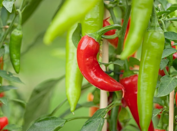 Paprika & Chili anpflanzen