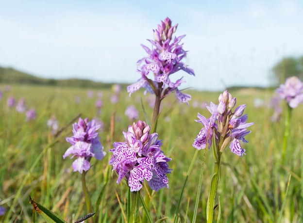 Woher kommt die Orchidee?