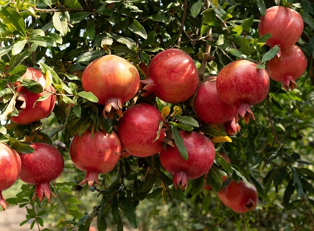 Granatapfel