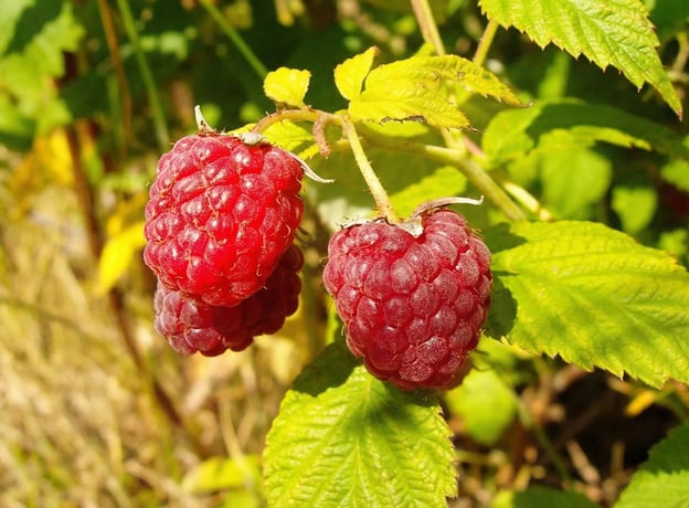 Ein Hoch im Sommer – Meeker