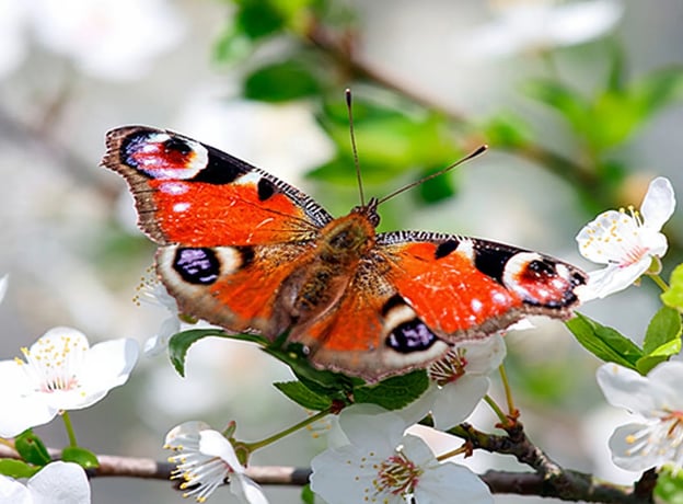 Wildtiere & Insekten im August