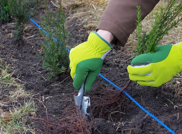 Hecke entfernen: Anleitung, Zeitpunkt und Rechtliches