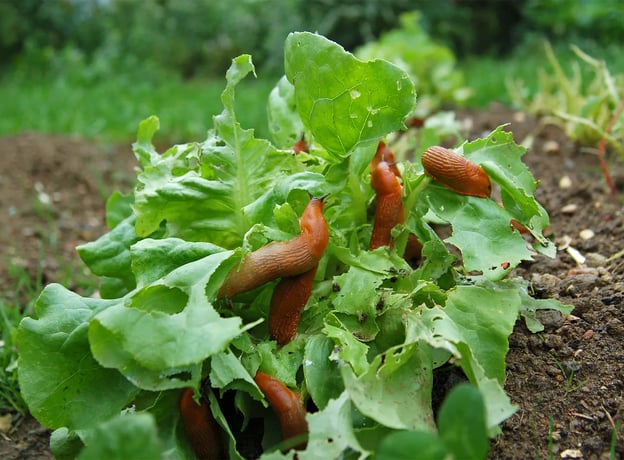 So lassen Schnecken Ihren Salat in Ruhe