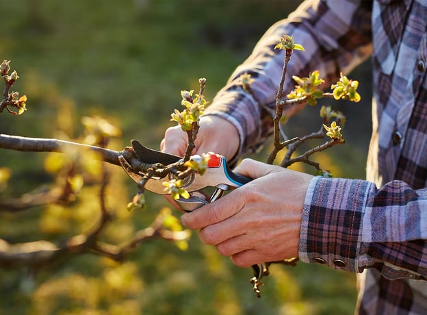 Die richtige Obstbaum-Pflege nach dem Pflanzen