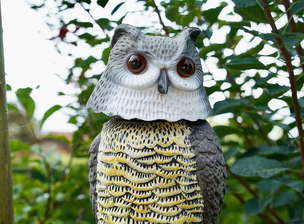 Die Vogelscheuche - der Klassiker schlechthin