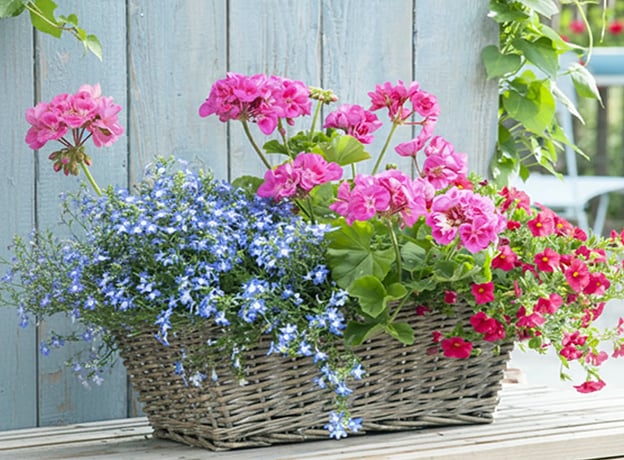 Blumenkorb mit harmonischer Farbkomposition
