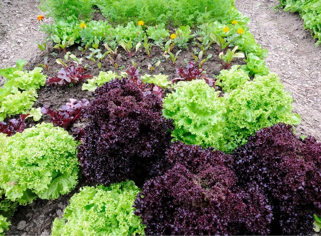 Unterschiedliche Salate für jeden Geschmack anbauen