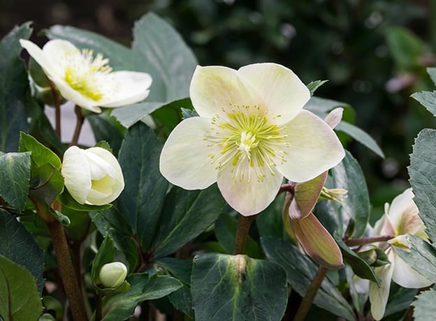 Lange Freude an Christrosen