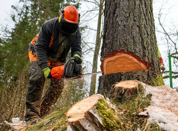 Wann ist der beste Zeitpunkt, um einen Baum zu fällen?