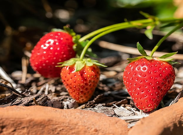 13 Regeln für den Anbau von Erdbeeren