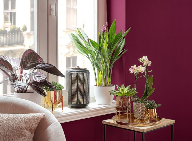 Passende Pflanzen im Viva Magenta-Interieur