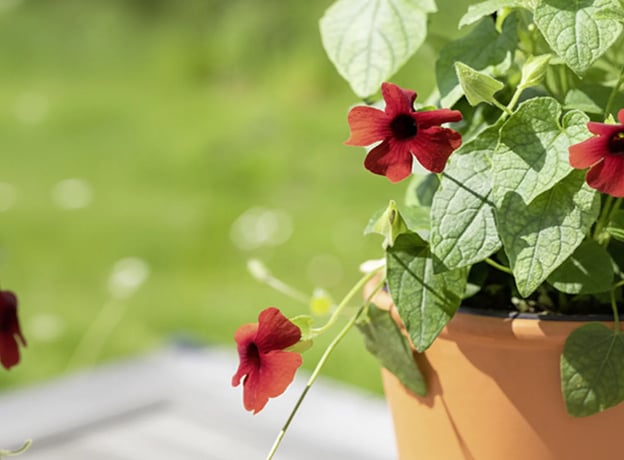 Ziergarten im Februar
