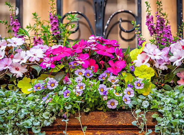 Frühlingsblumen im Topf: Die schönsten Sorten