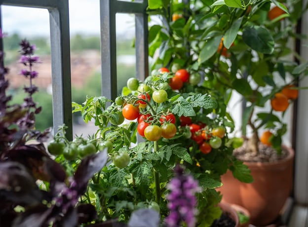 Gemse auf dem Balkon: Tipps zu Sorten, Tpfen und Pflege | BAUHAUS