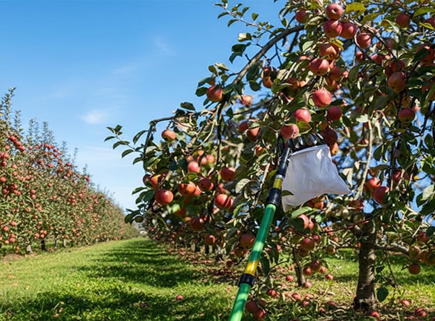 Obstgarten im September