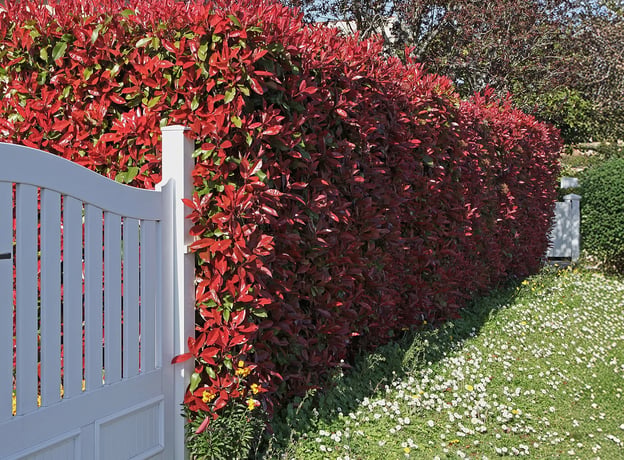 Schnell wachsende Hecke: Tipps fr Sichtschutz im Garten