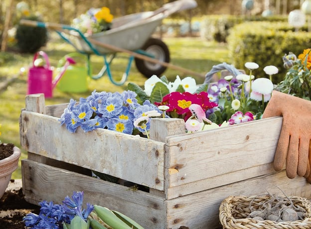 Pflanzanleitung für Frühlingsblumen im Topf
