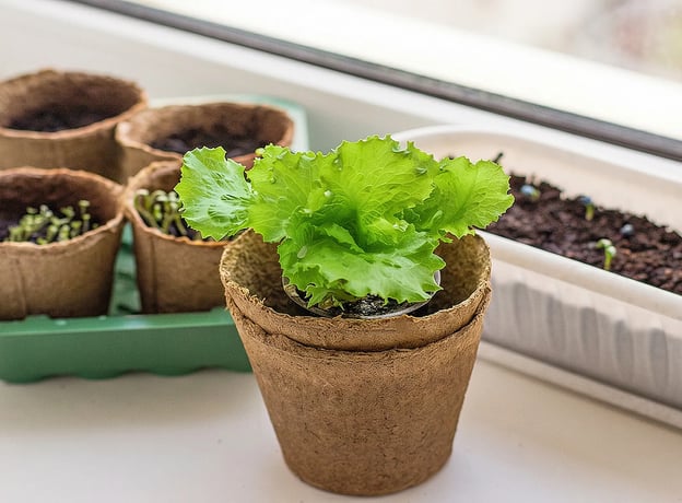 Salat im Garten selbst anbauen