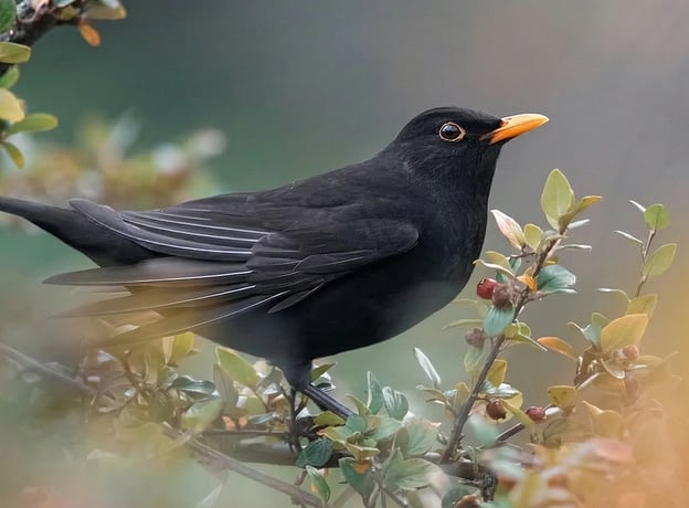 10 heimische Vögel in unseren Gärten