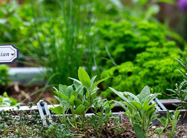 12 Tipps für einen klimaangepassten Garten