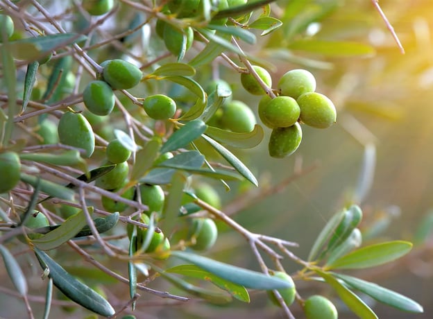 Olive