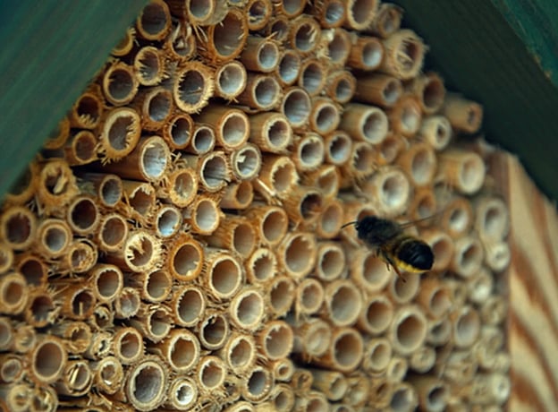 Wildtiere & Insekten im April