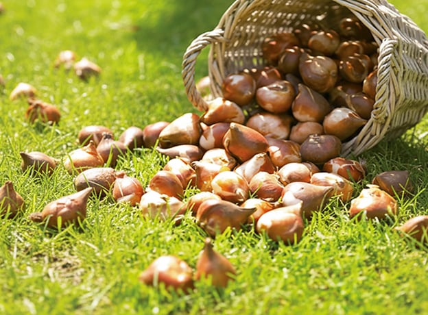 Pflanzen im Herbst