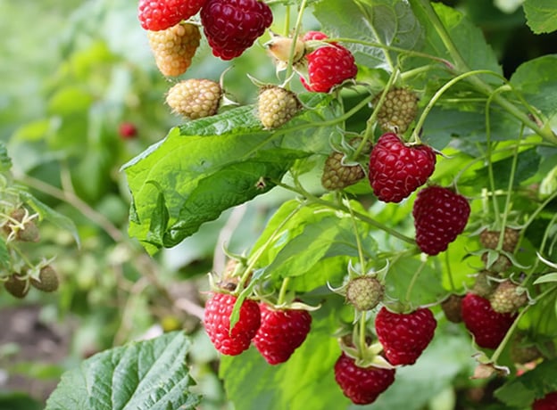 Obstgarten im August