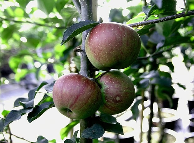 Verschiedene Obstbäume für Ihren Garten