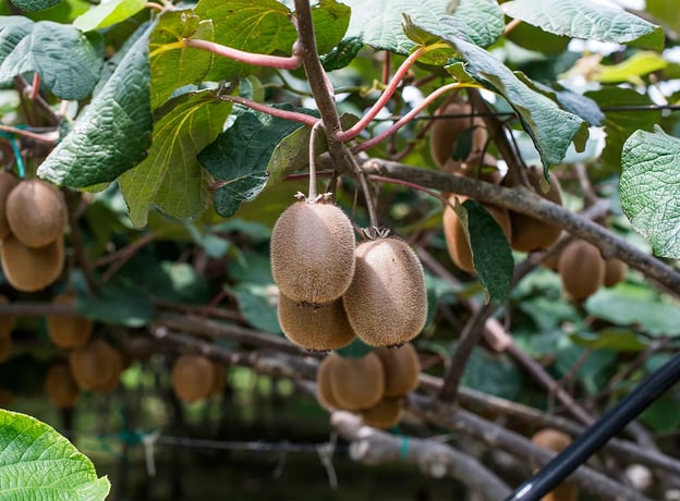 Kiwi